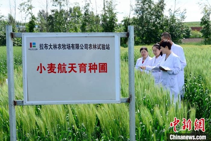 图为张春艳(右一)和同事在小麦航天育种圃调研。额尔古纳融媒体中心供图

