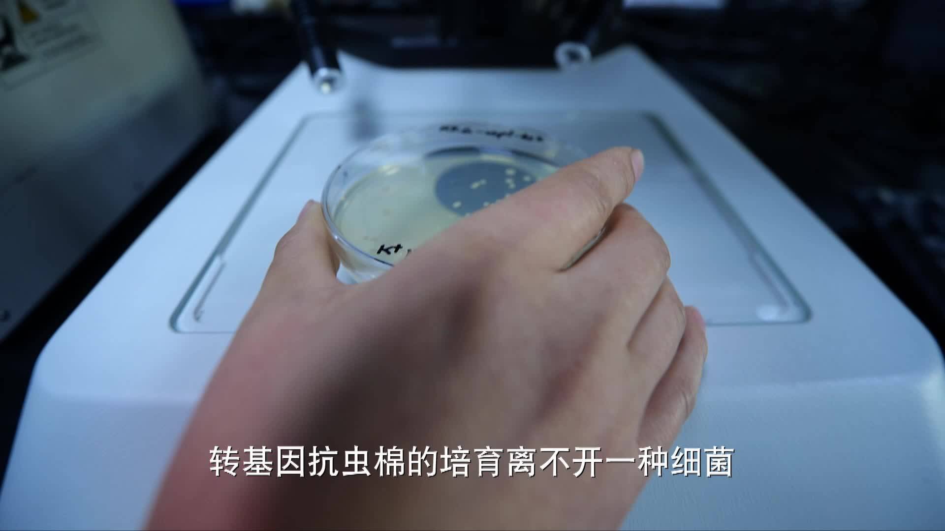 《我和转基因的故事》第一集:棉田“芯片”的创造者-郭三堆