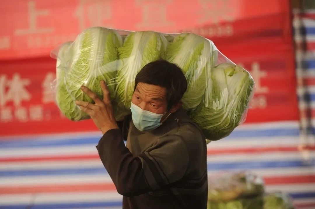 小葱倒伏，包菜变形，河南汝州紧急“抢救”滞销蔬菜→