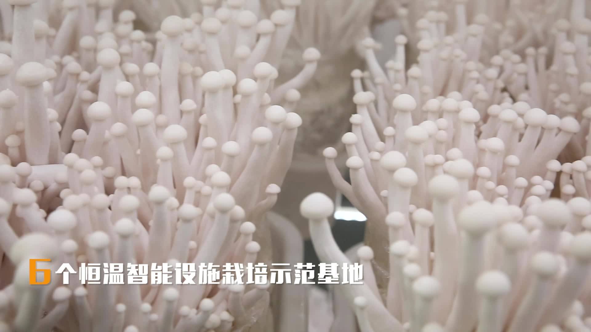 贵州剑河：小菌菇做成大产业