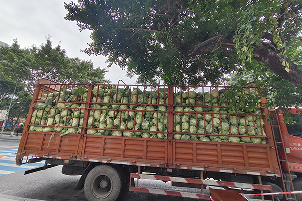 100吨高山蔬菜滞销 武隆农业产业联盟助农销售