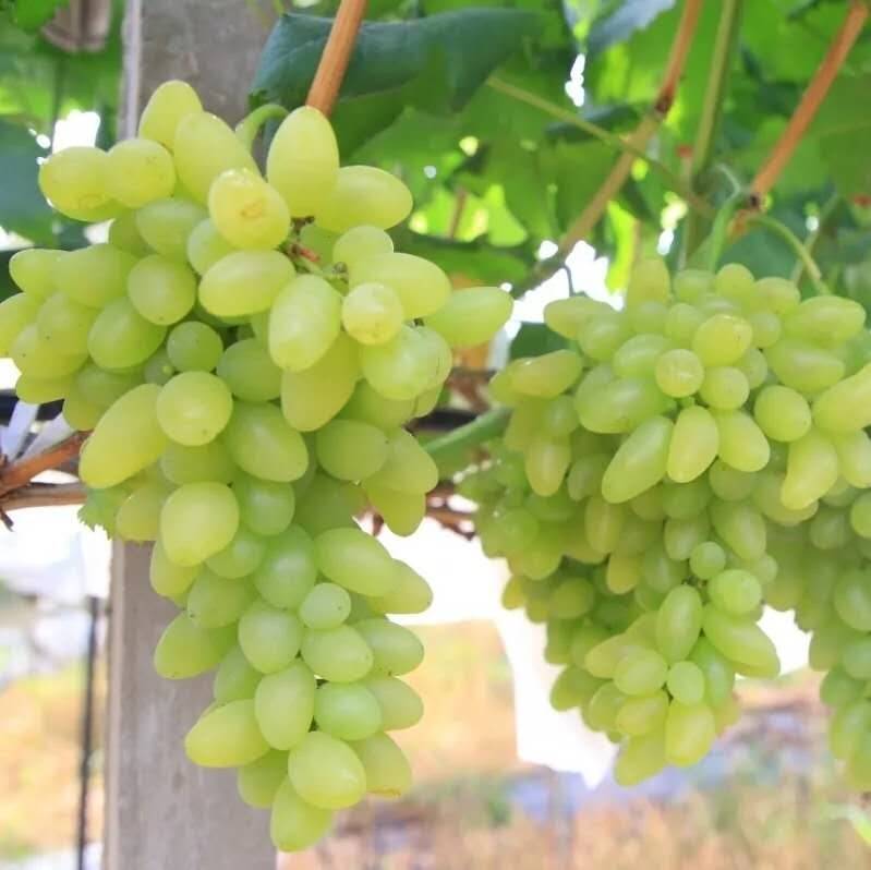 葡萄——句容市丁莊萬畝葡萄專業(yè)合作聯(lián)社