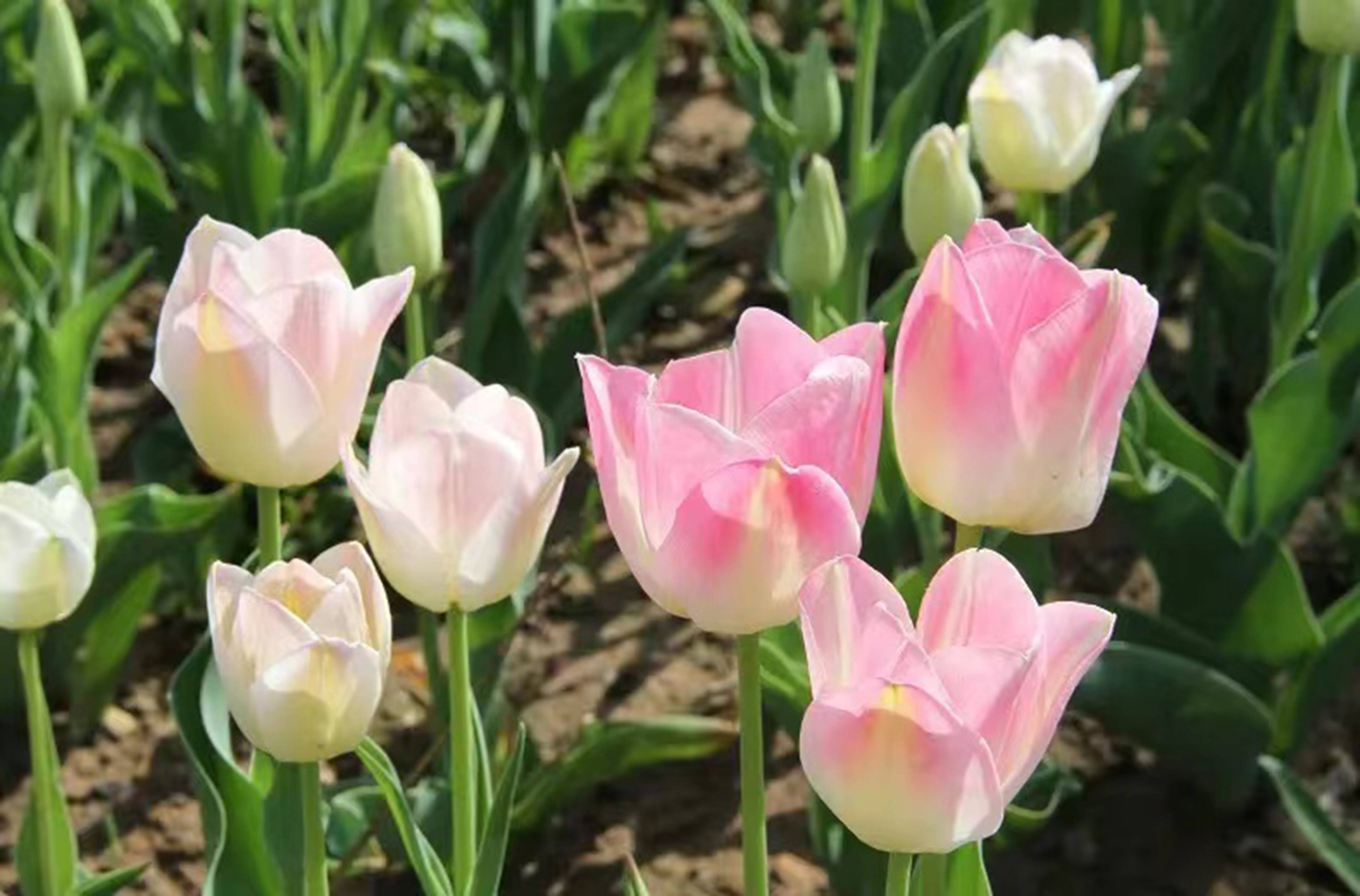 鮮切花——東海縣雙店鎮(zhèn)鴻順鮮切花專業(yè)合作社