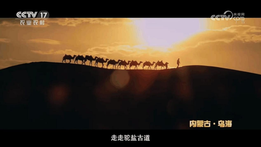 来世界沙漠葡萄酒之都，品味别样甘醇！丨CCTV-17公益展播