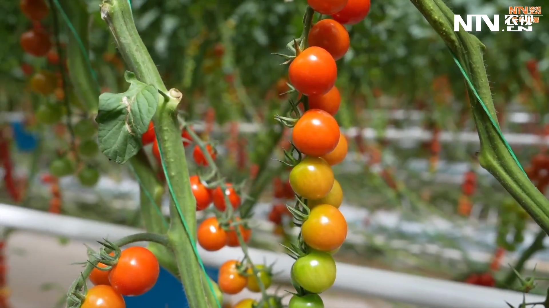 采用世界上最先进的荷兰智能温室工业化栽培技术培育出的串番茄