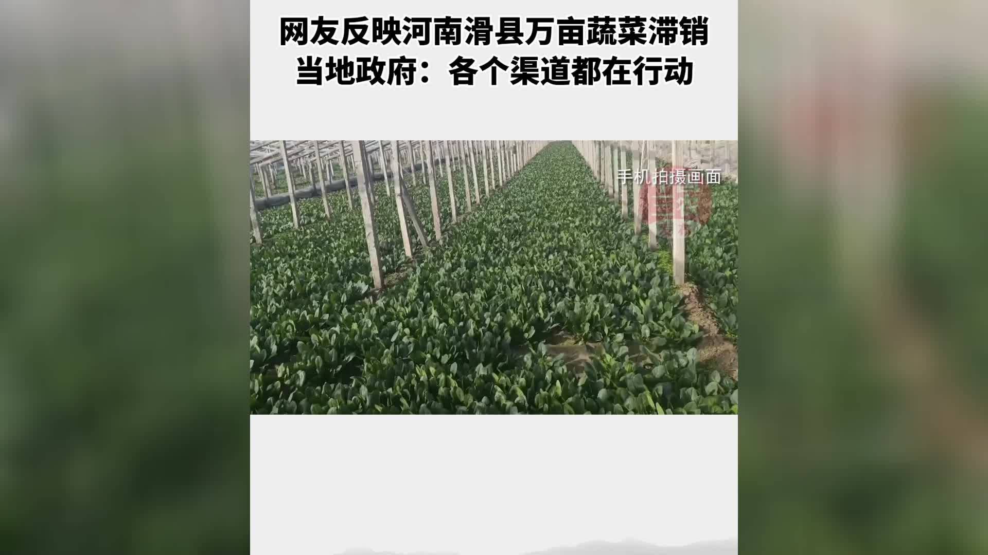 网友反映河南滑县万亩蔬菜滞销当地政府：各个渠道都在行动
