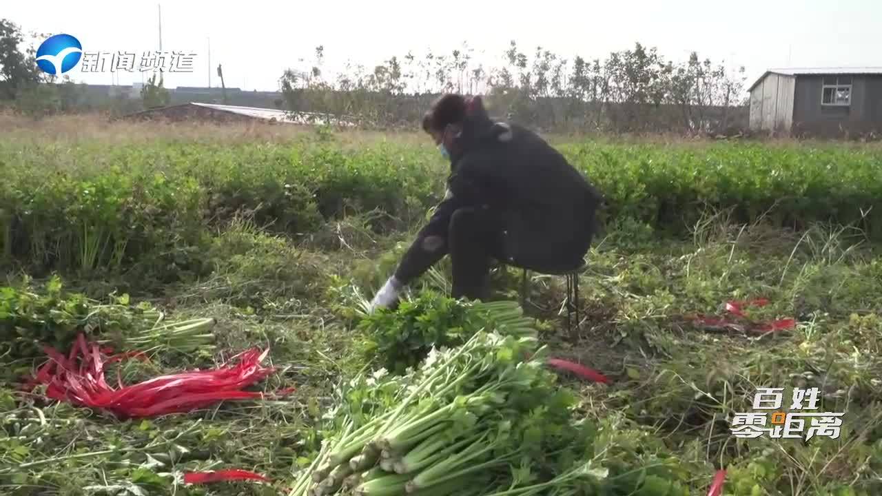 河南新密：多方伸出援手 芹菜销售过万斤