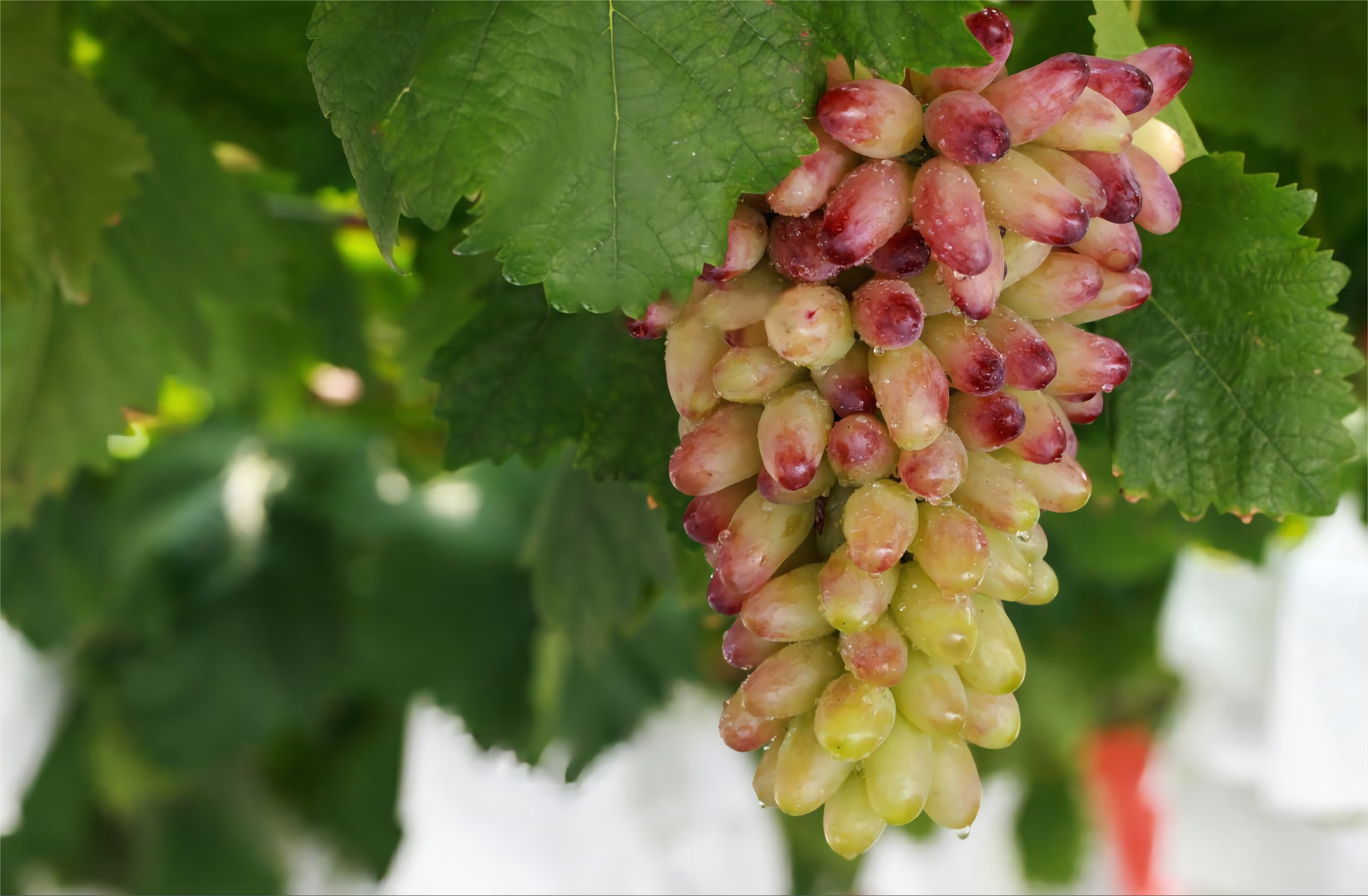 葡萄——江陰故鄉(xiāng)情果業(yè)專業(yè)合作社