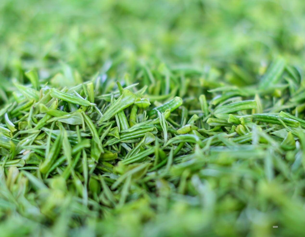 綠楊春茶——揚州聚源春茶葉專業(yè)合作社