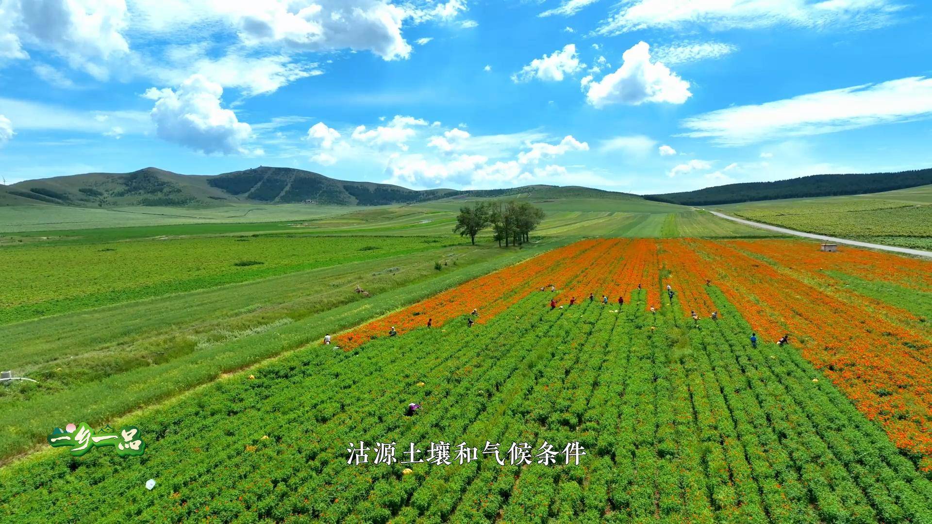 我为家乡代言：沽源藜麦