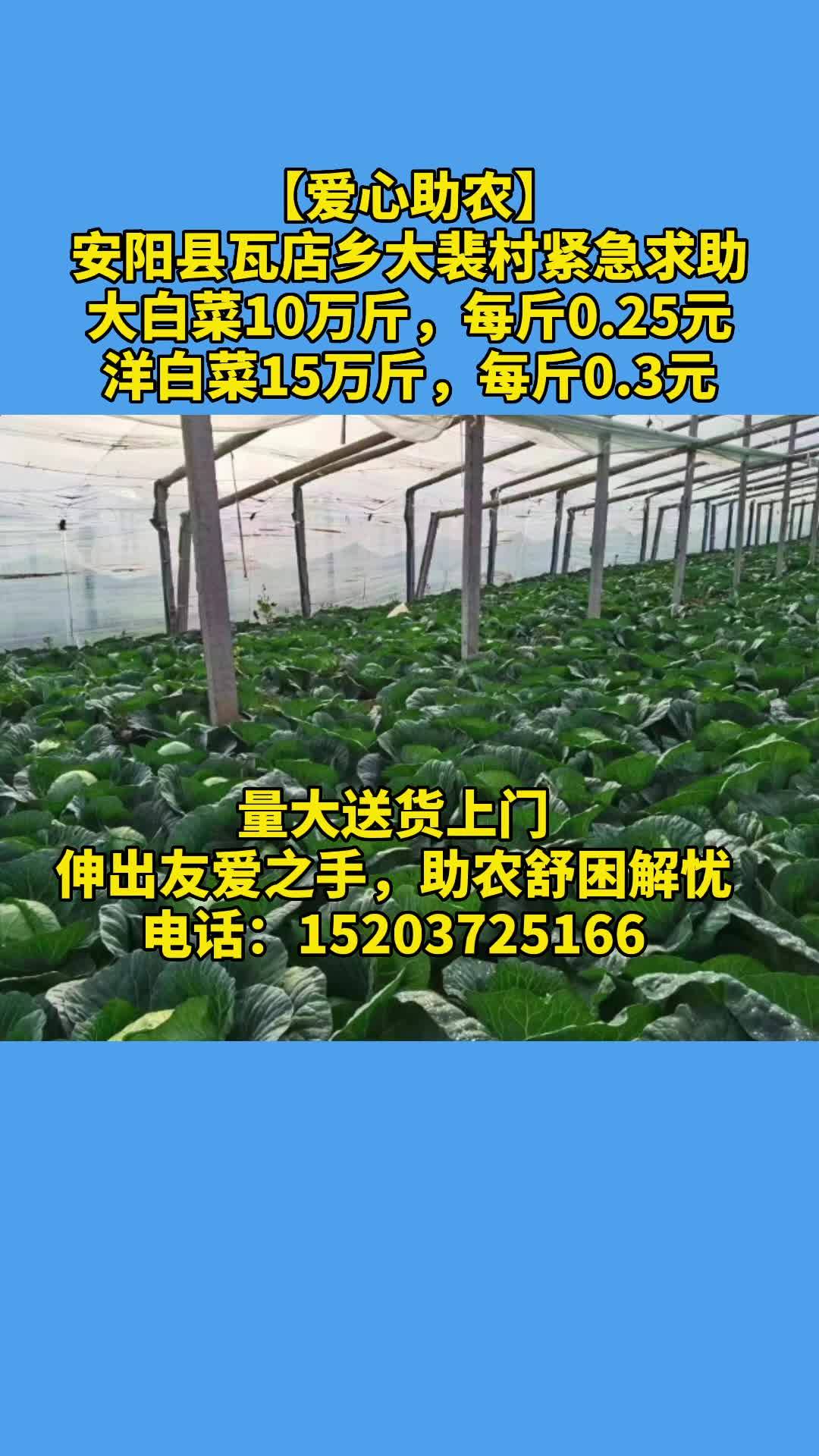 安阳县瓦店乡大裴村25万斤新鲜白菜成熟，请伸出援手助农纾困解忧！