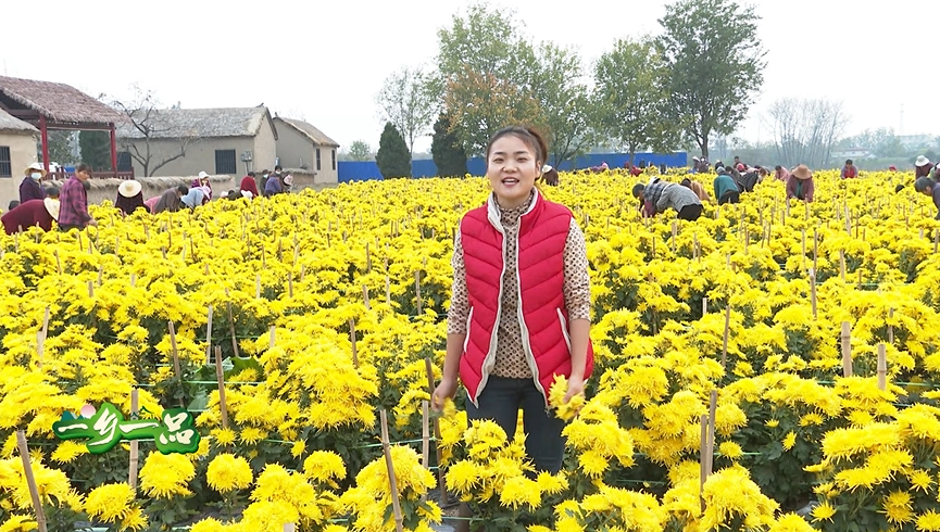 我为家乡农产品代言：固镇菊花