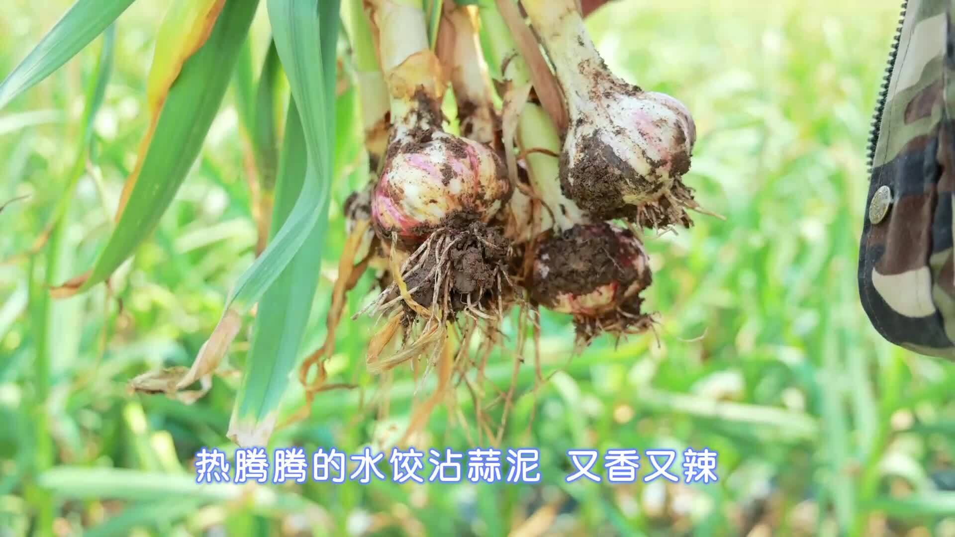 我为家乡农产品代言：苍山大蒜