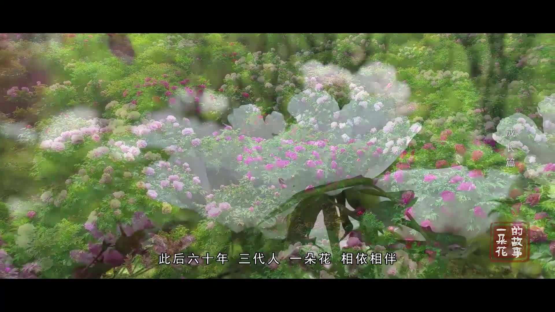 一朵花——成长篇