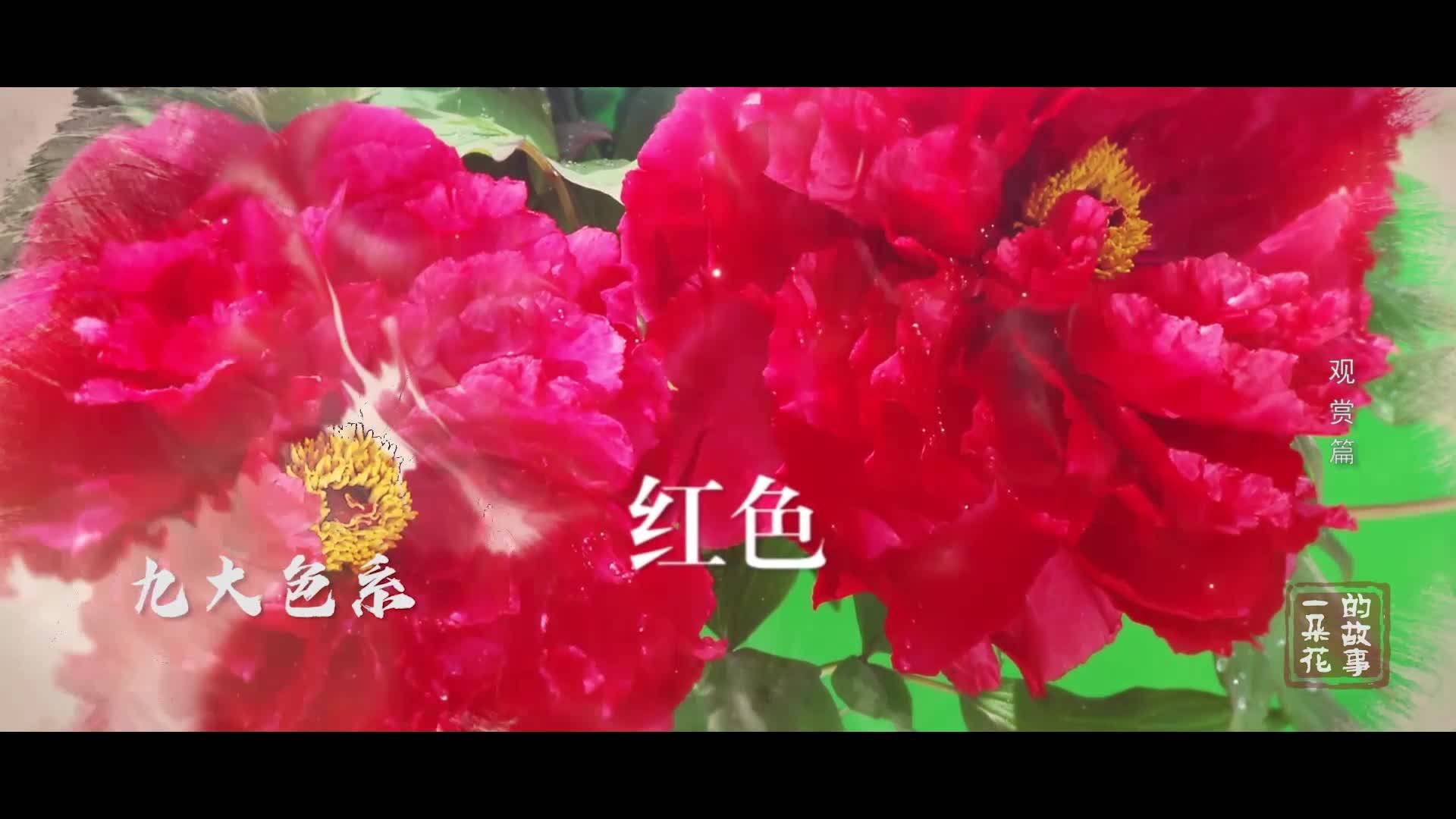 一朵花——观赏篇