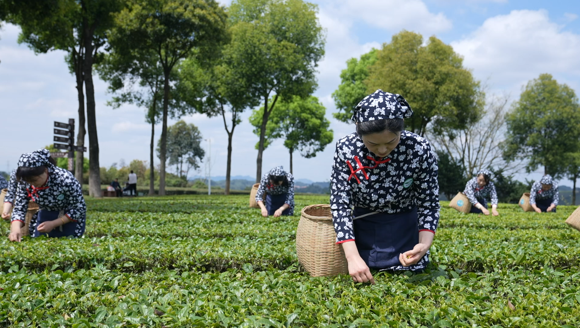 茶乡的春天  峨眉茶香