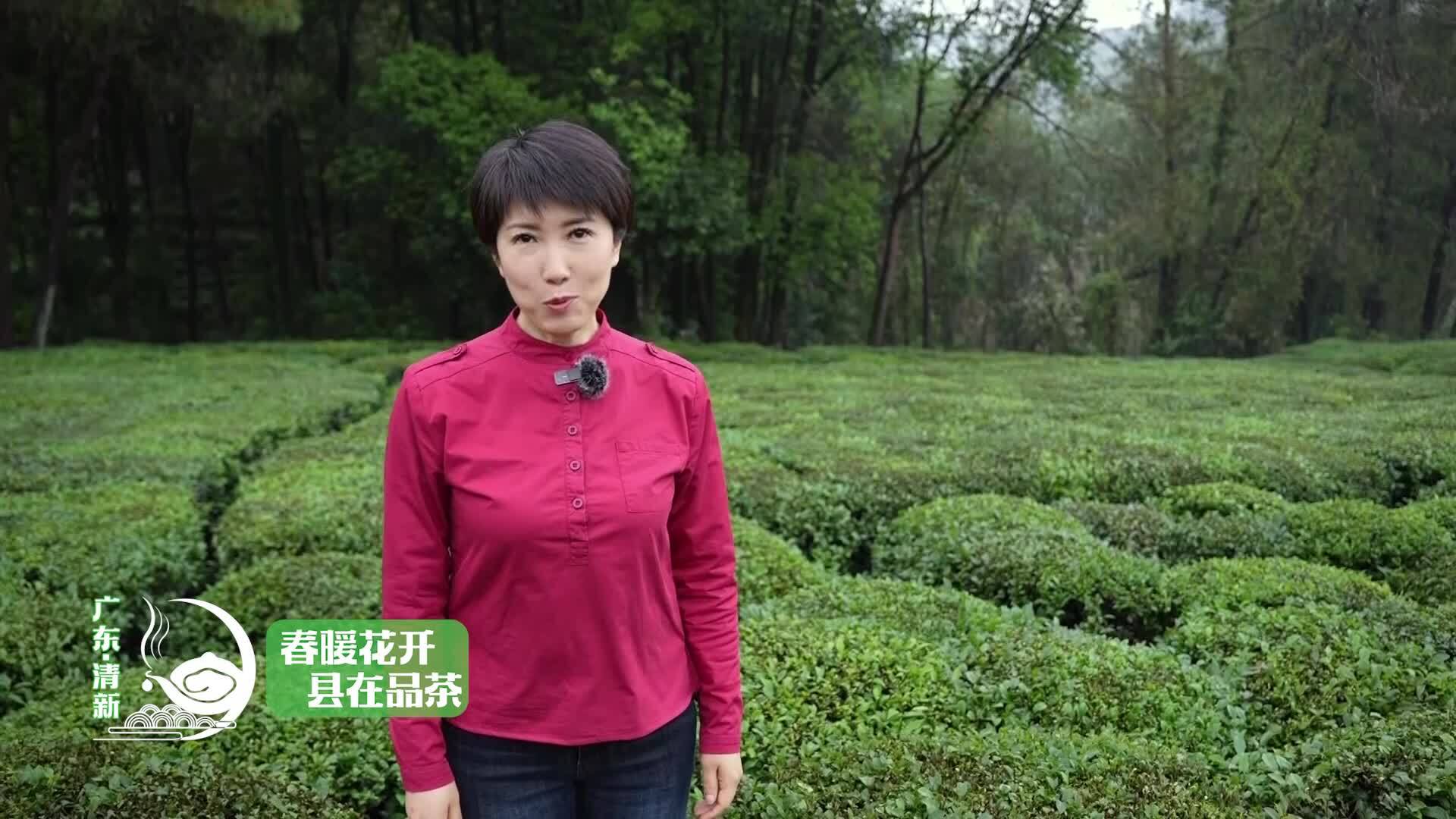 春暖花开·县在品茶——广东·清新