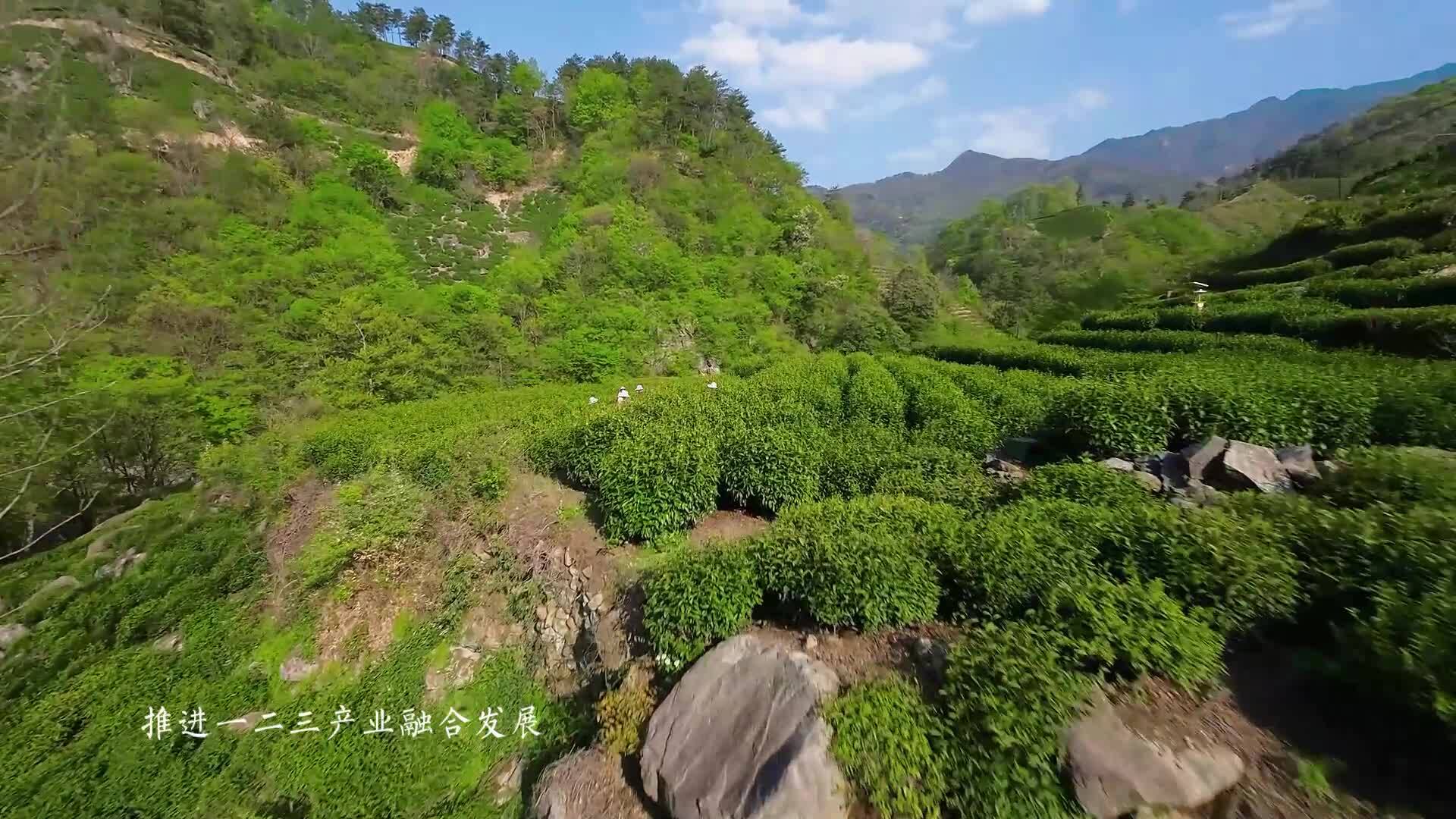 国际茶日县在品茶——茶山茶产业