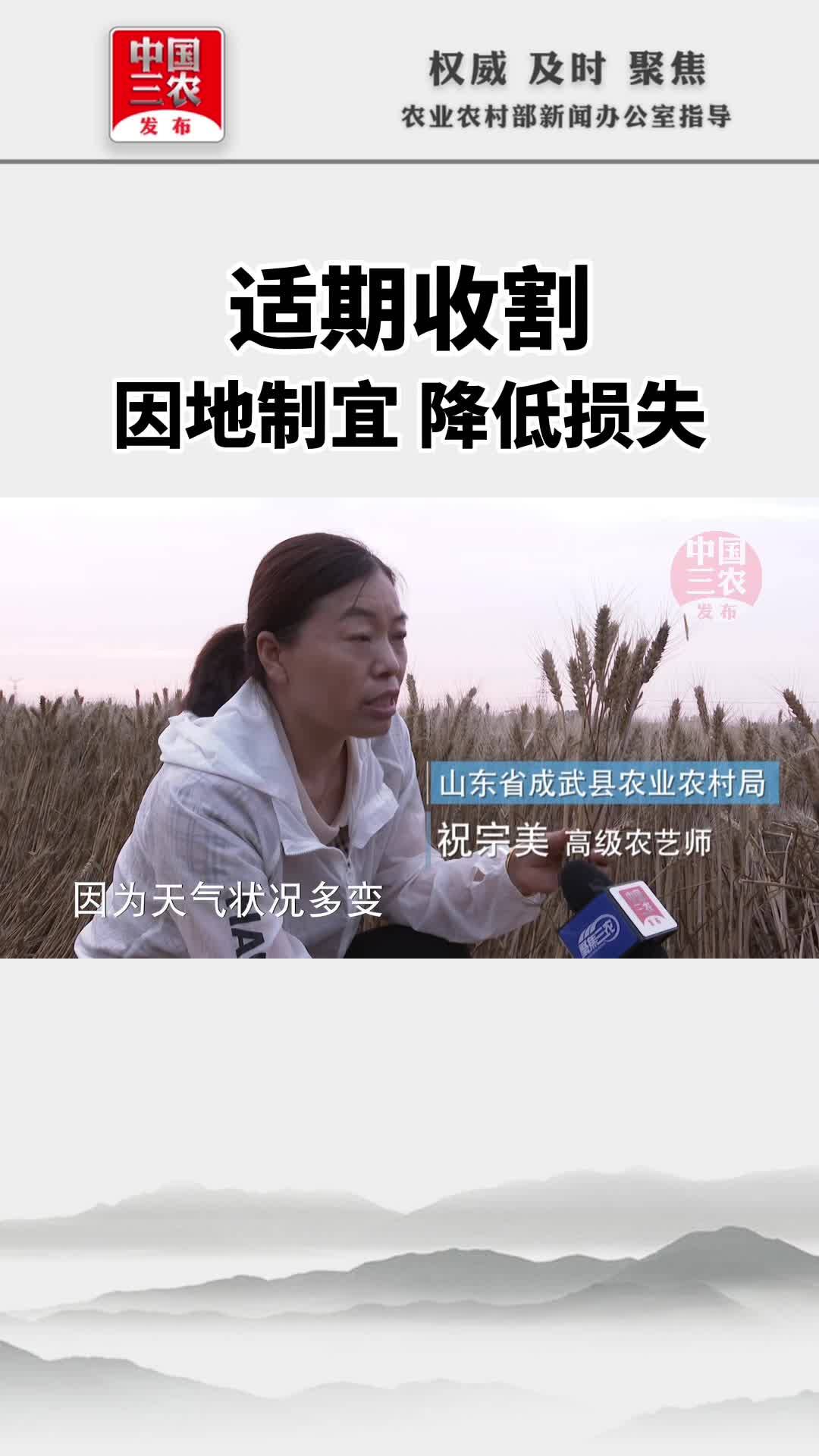 “减”来的收成（三）适期收割，因地制宜，降低损失