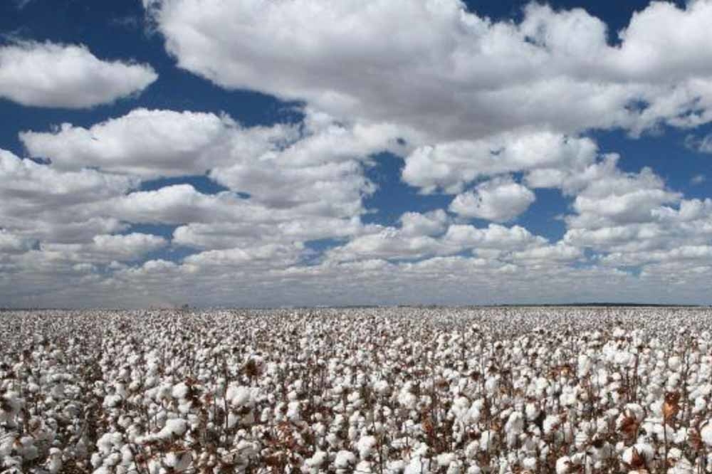 机采率突破80%！新疆棉花机械化水平持续上升