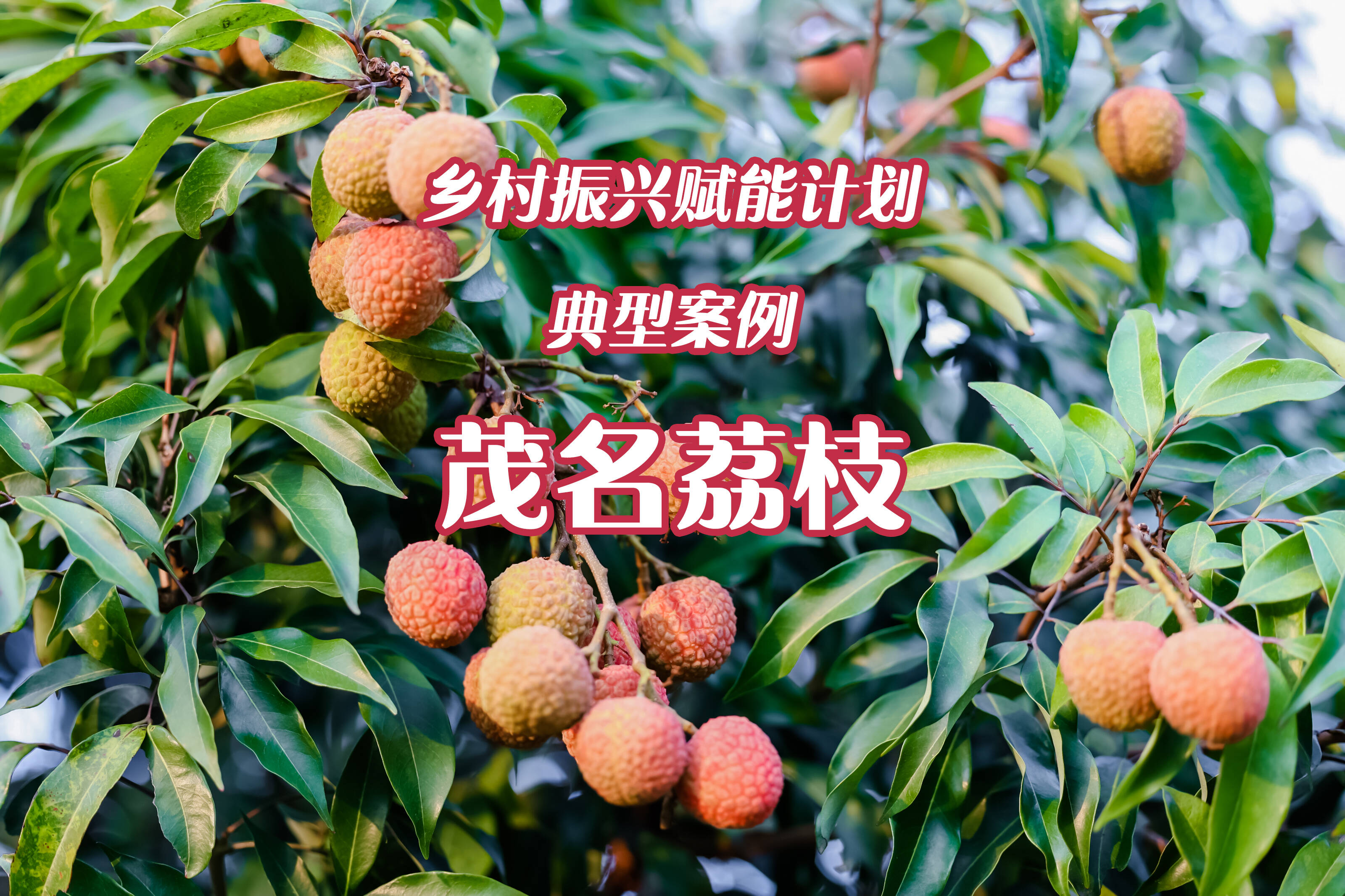 乡村振兴赋能计划|全方位赋能，为茂名荔枝助“荔”！