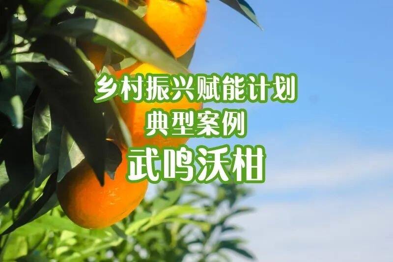 “高空轰炸+贴地飞行”式全面赋能 让广西武鸣小沃柑串起百亿元产业链