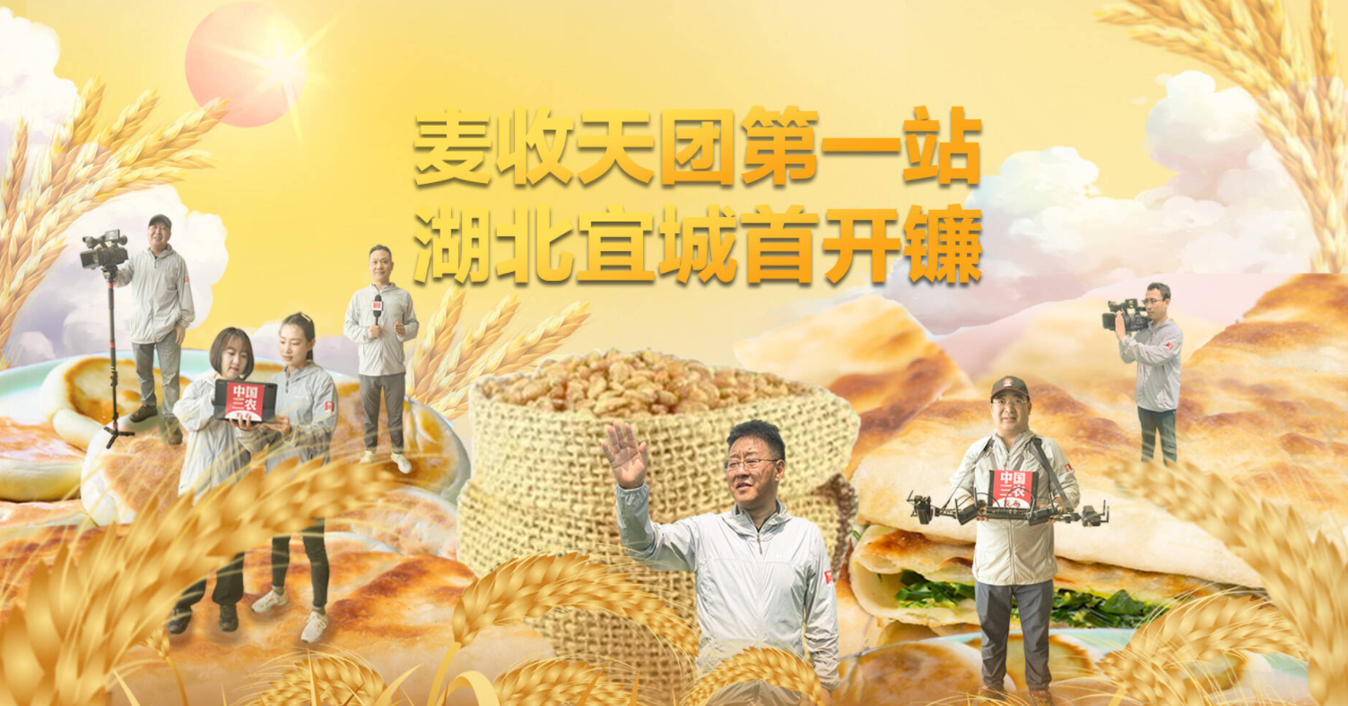 麦收天团第一站：湖北宜城首开镰