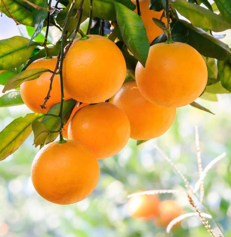 2021农业农村重大新产品:冰糖橙新品种“锦秀”