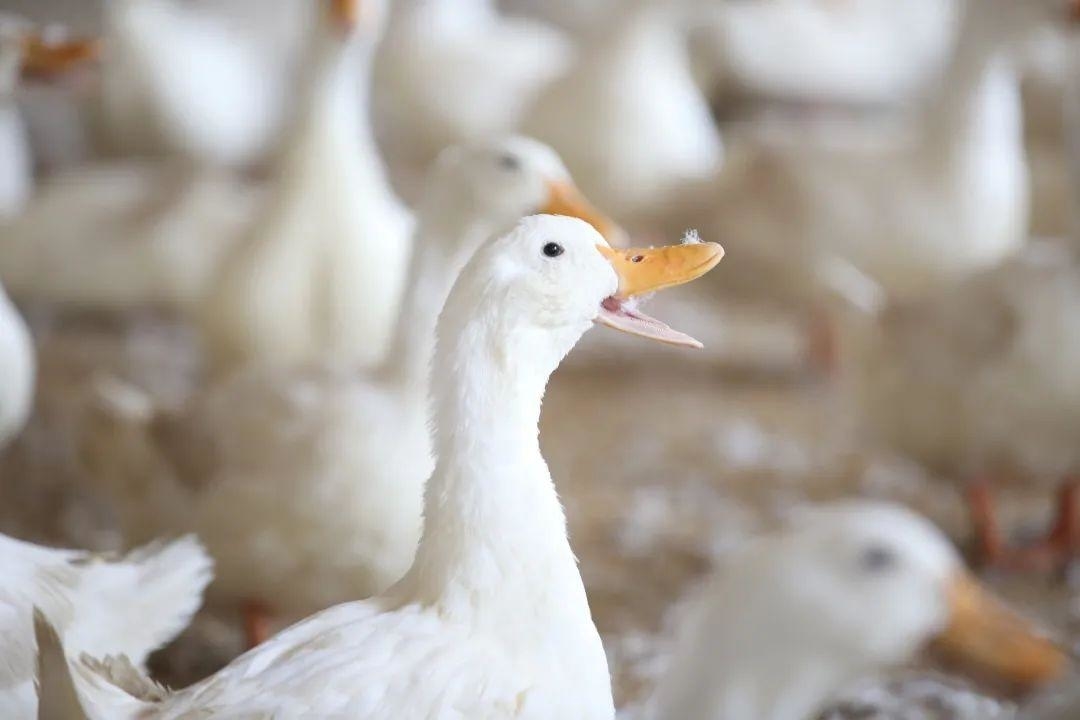 2021中国农业农村重大新产品|中新白羽肉鸭新品种