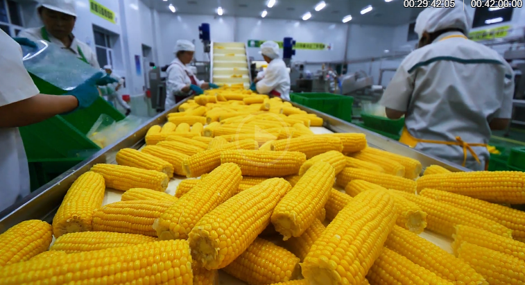 2021中国农业农村重大新产品|农科糯336等系列高叶酸甜加糯优质鲜食