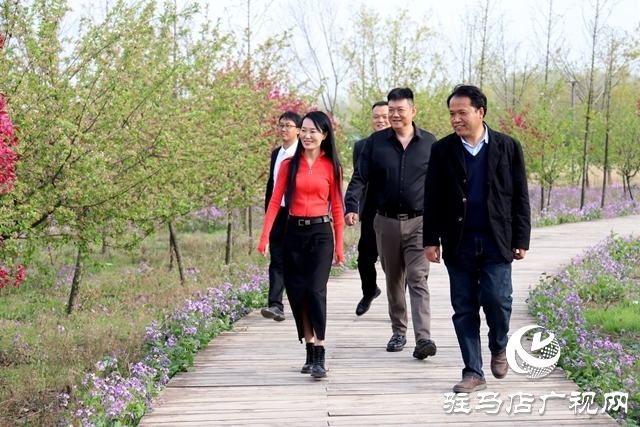 西平县百万株海棠花开迎客来