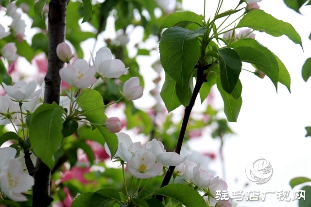 西平县百万株海棠花开迎客来