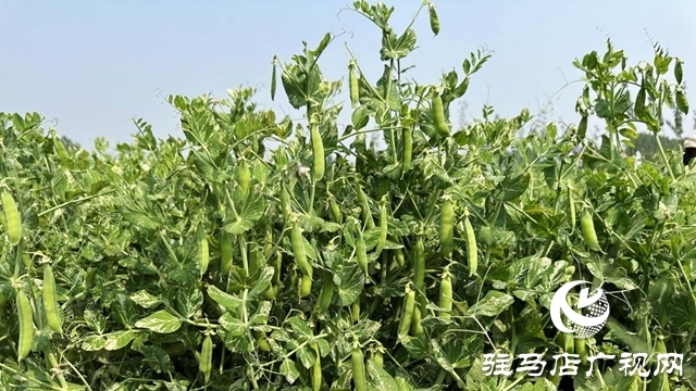 河南泌阳：种植豌豆扩宽致富路