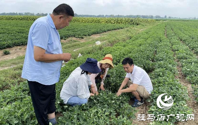 泌阳县：农技服务到田间 助农增收促振兴