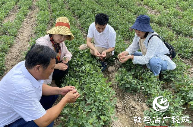 泌阳县：农技服务到田间 助农增收促振兴