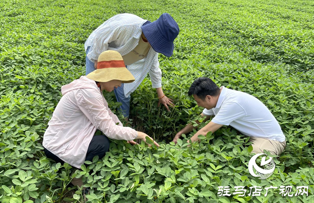 泌阳县：农技服务到田间 助农增收促振兴