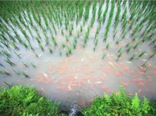 浙江青田稻鱼共生系统