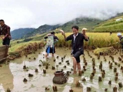 贵州从江侗乡稻鱼鸭系统