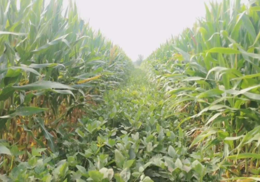 农业农村部召开黄淮海地区大豆玉米带状复合种植观摩会