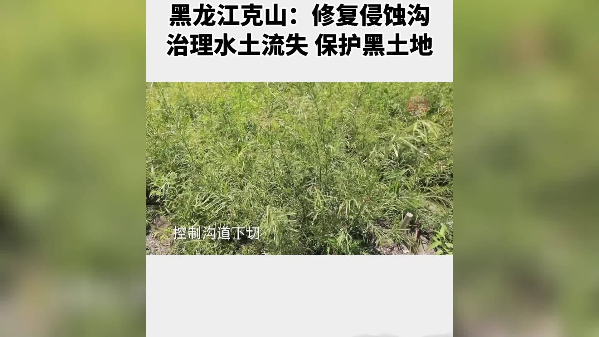 黑龙江克山：修复侵蚀沟 治理水土流失 保护黑土地